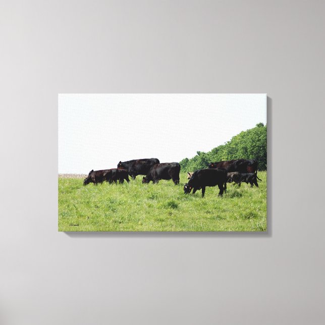 Canvas de Bovinos Black Angus (Frente)