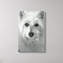 Canvas de Cachorro Ocidental (West Highland White
