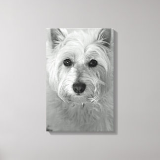 Canvas de Cachorro Ocidental (West Highland White