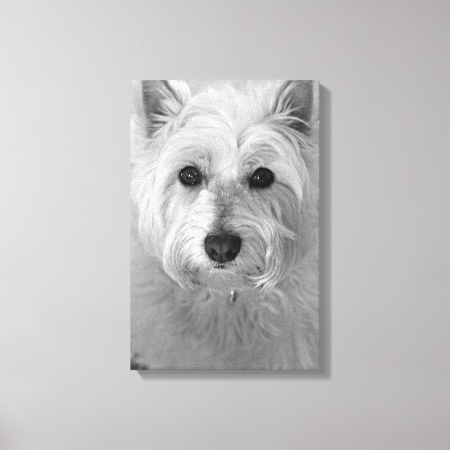 Canvas de Cachorro Ocidental (West Highland White  (Frente)