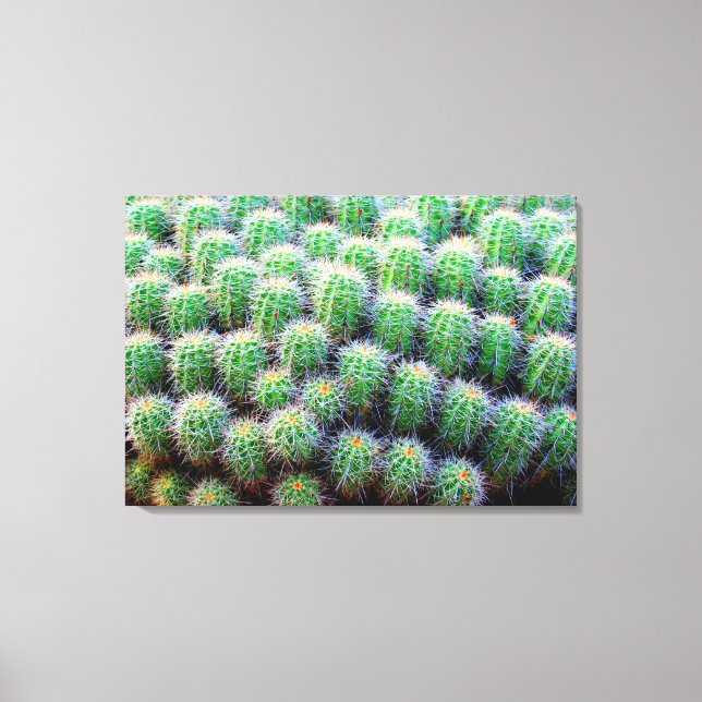 canvas de cacto de barril de bebê (Frente)