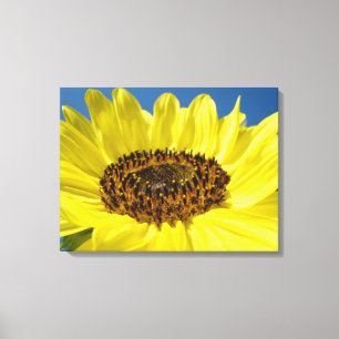 Canvas de canvas de girassol