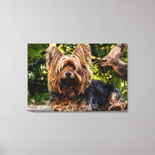 Canvas de cão Yorkie (Frente)