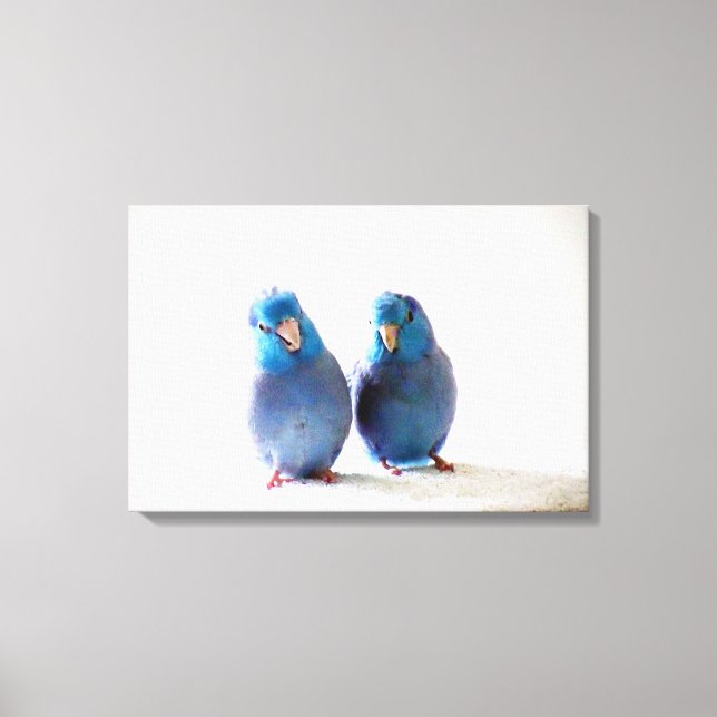 Canvas de Casal de Parrotlet do Pacífico de Aves A (Frente)