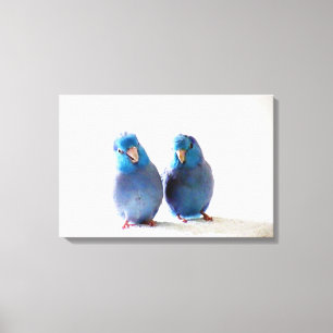 Canvas de Casal de Parrotlet do Pacífico de Aves A