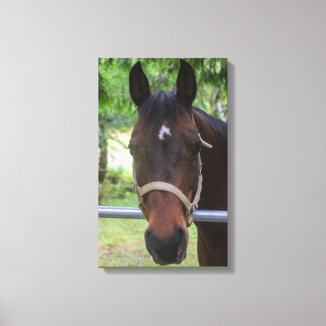 Canvas de Cavalo Marrom (Frente)