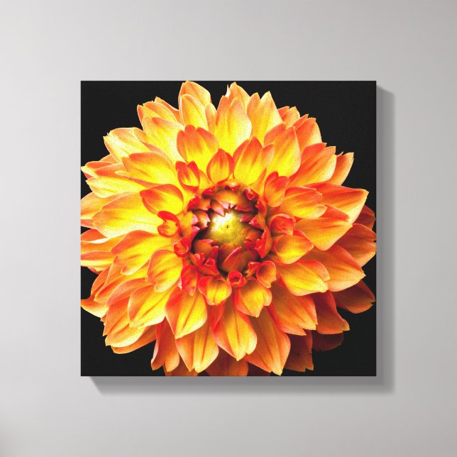 Canvas de flor Dahlia. (Frente)