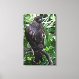 Canvas de Fotografia Red Tail Hawk