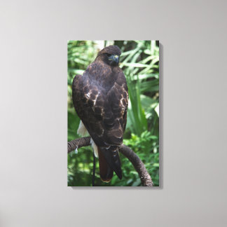 Canvas de Fotografia Red Tail Hawk