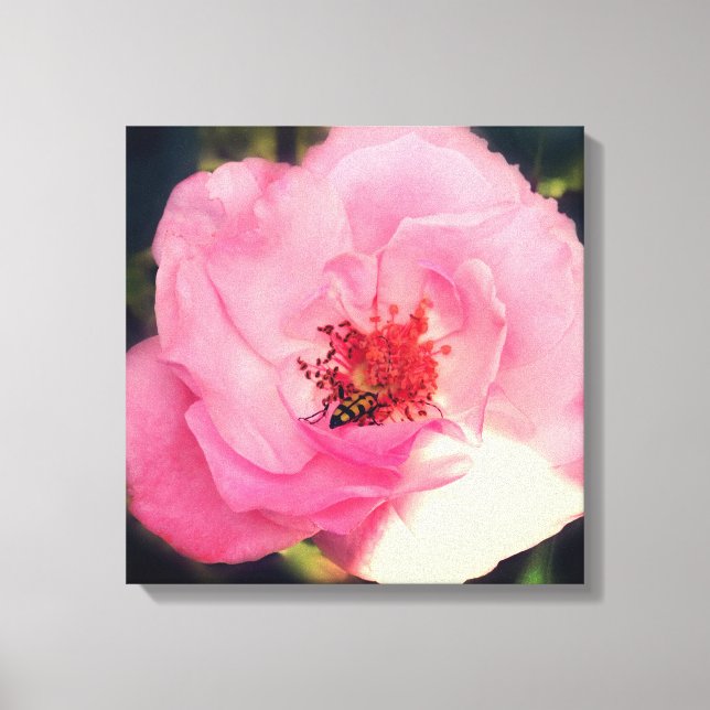 Canvas de Fotografias Rosa Rosa Rosa Rosa Rosa Ros (Frente)