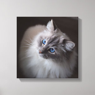 Canvas de Gato Ragdoll - Olhos Azuis de Millie