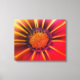 Canvas de Gerber Daisy de Cor Válida