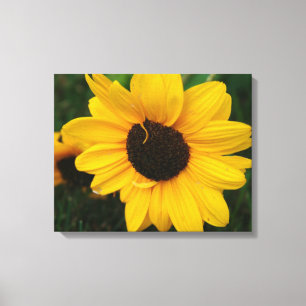 Canvas de girassol