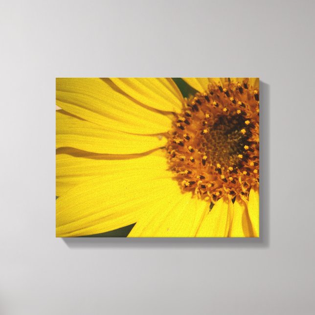 Canvas de girassol (Frente)