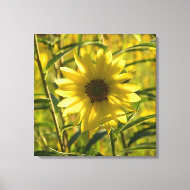 Canvas de girassol 24x24 (Frente)