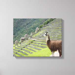 canvas de lama