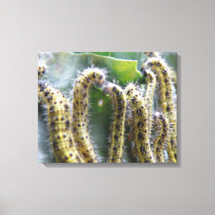 Canvas de Lata Branca de Couve Faminta