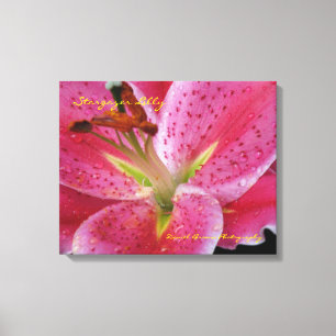 Canvas de Lilly do Stargazer