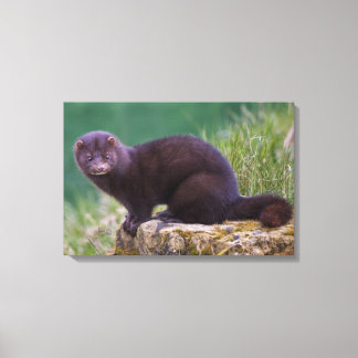 Canvas de Mink Americana