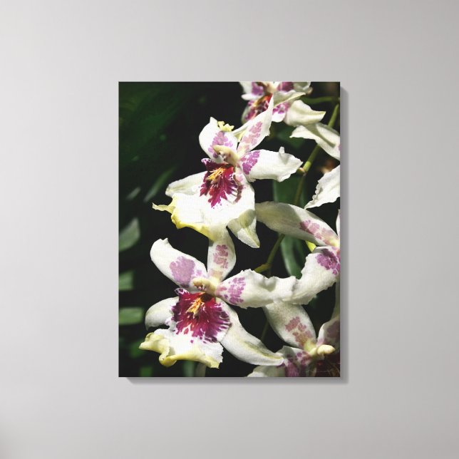 Canvas de orquídea Beallara - 18x24 (Frente)