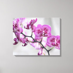 Canvas de Orquídeas Rosa
