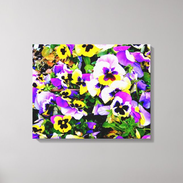 canvas de pansias de várias cores (Frente)