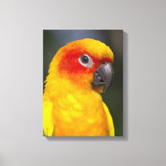 Canvas de Papagaio Sun Conure (Frente)