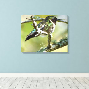 Canvas de parede de fotografia de Hummingbird