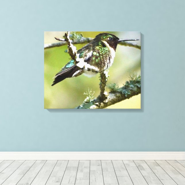 Canvas de parede de fotografia de Hummingbird (Insitu(piso de madeira))
