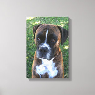 Canvas de Parede Fotográfica do Cachorro Bindle