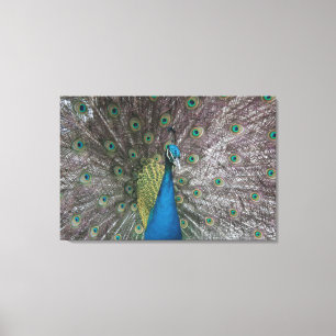 Canvas de Peacock Triptych