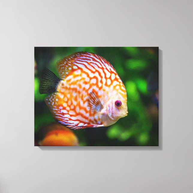 Canvas de peixes de mesa (Frente)