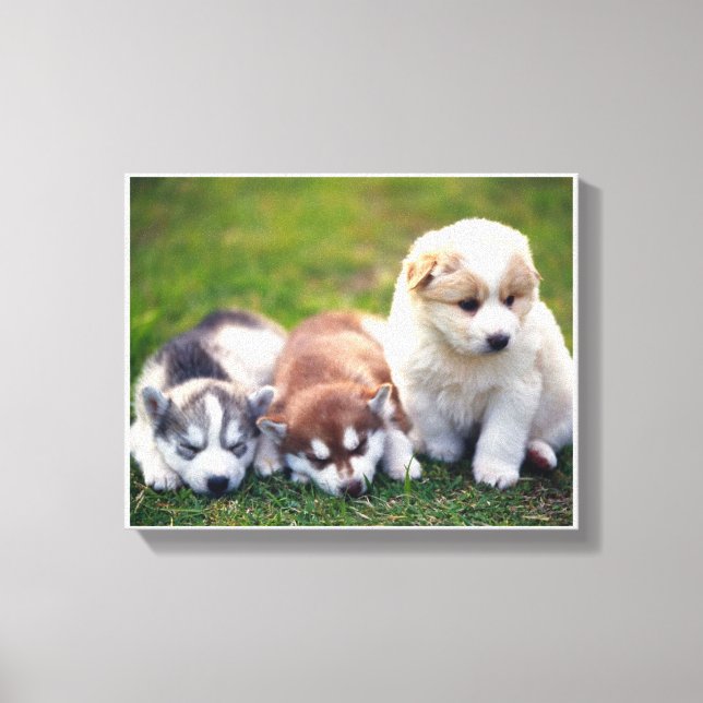 Canvas de Pomsky (Frente)