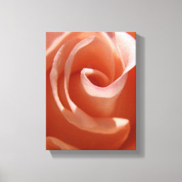 Canvas de Rosa de pêssego