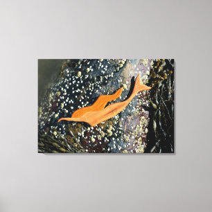 canvas de sereia