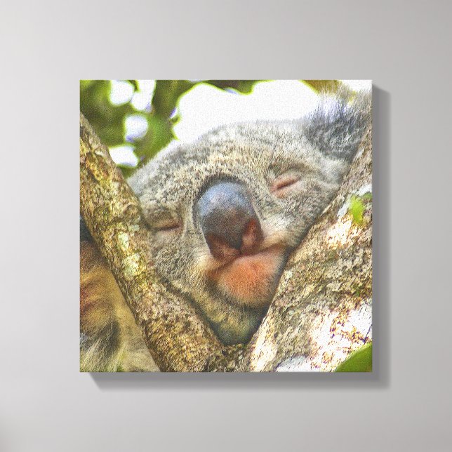 Canvas de Urso de Koala (Frente)