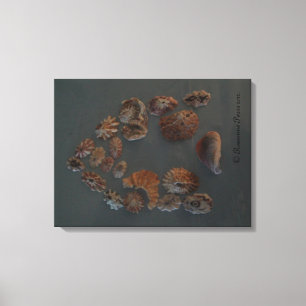 Canvas DECOR FPM - SeaShell House ©️ 2012