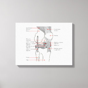 Canvas Diagrama anatômico das articulações do j