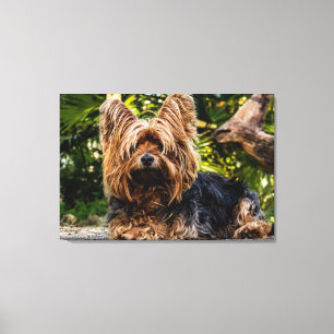 Canvas do cão de Yorkie