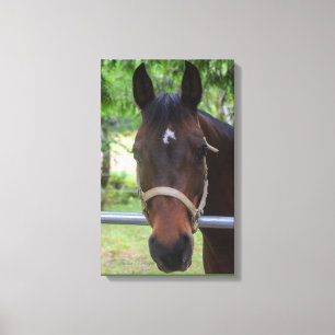 Canvas do cavalo de Brown