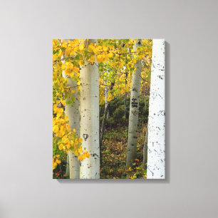 Canvas do Colorado Aspens Designer