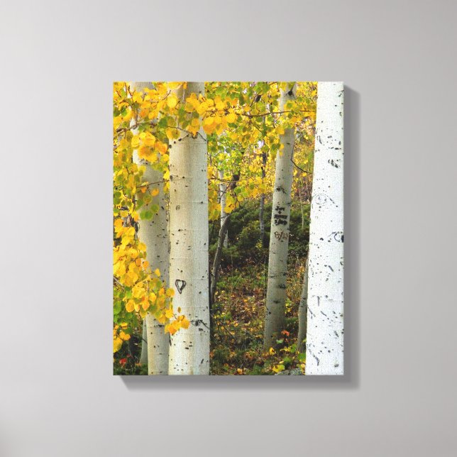 Canvas do Colorado Aspens Designer (Frente)