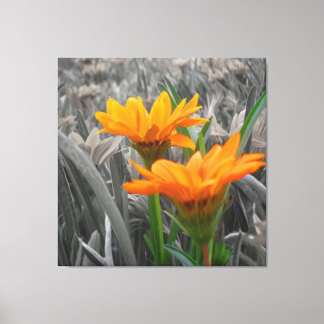 Canvas do Daisies (Frente)
