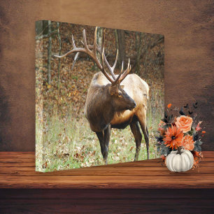Canvas do Elk da Montanha enfumaçado