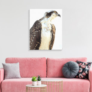Canvas do perfil Osprey