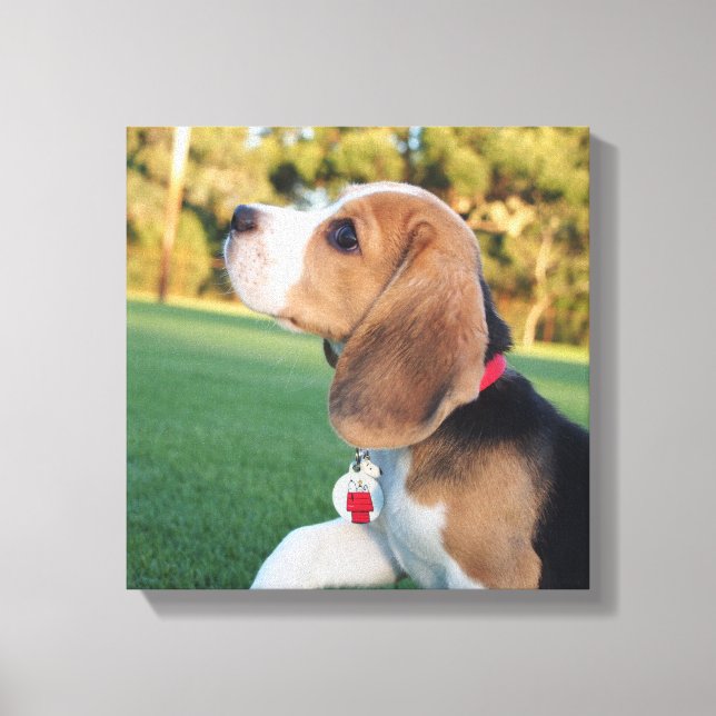Canvas do Snoopy Beagle (Frente)