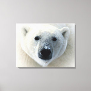 Canvas do Urso Polar