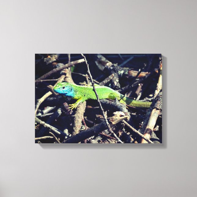 Canvas do Wrapper de Fotografias do Green Lizard (Frente)