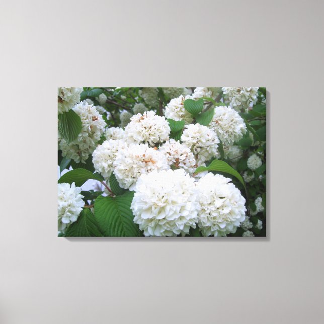 Canvas - Emperrado - Hydrangeas brancas (Frente)