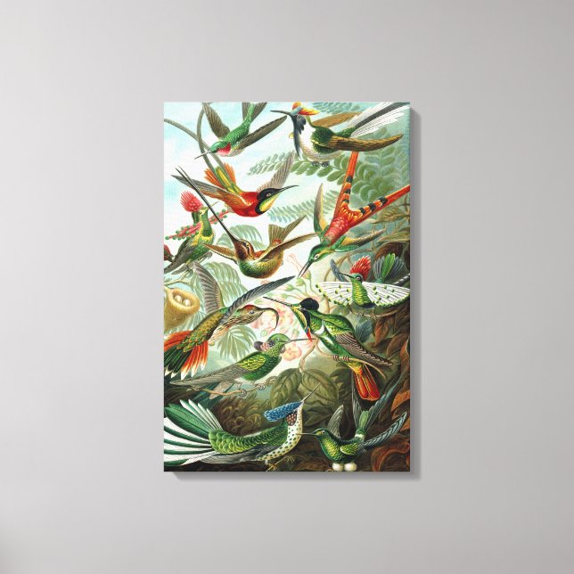 Canvas Ernst Haeckel Trochilidae Hummingbird (Frente)
